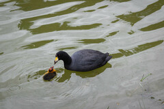 Fulica ardesiaca