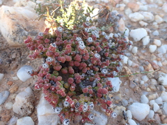 Lithops