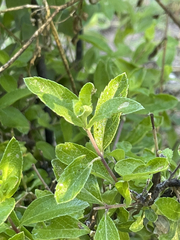 Lippia carterae