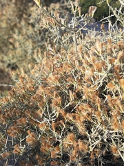 Cyclolepis genistoides