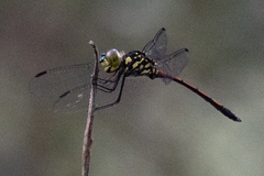 Agrionoptera insignis