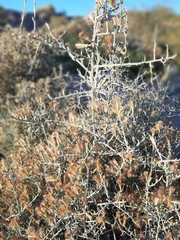 Cyclolepis genistoides