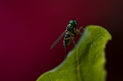 Chrysosoma leucopogon