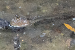 Periophthalmodon schlosseri