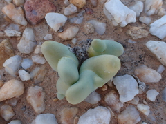 Mesembryanthemum digitatum