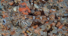 Pomatoschistus marmoratus