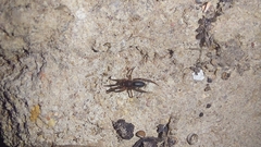 Trachelidae