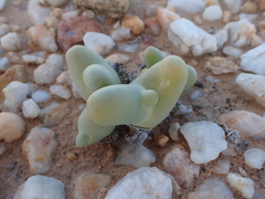 Mesembryanthemum digitatum