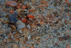 Pomatoschistus marmoratus