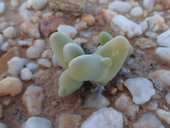 Mesembryanthemum digitatum