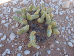 Mesembryanthemum digitatum