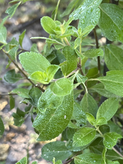 Lippia carterae