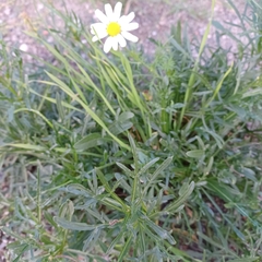 Matricaria chamomilla