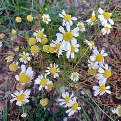 Matricaria chamomilla