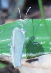 Leptosia alcesta
