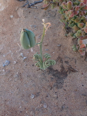 Albuca spiralis