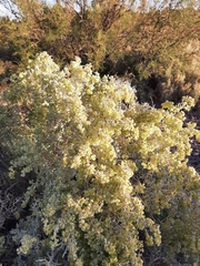 Atriplex lampa