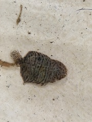 Trinectes maculatus