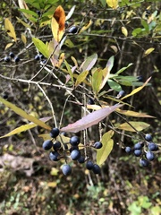 Ligustrum obtusifolium