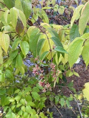 Heptacodium