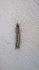 Lymantriinae