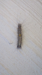 Lymantriinae