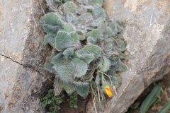 Hieracium mixtum