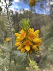 Pultenaea tuberculata