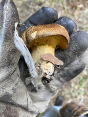 Suillus fuscotomentosus