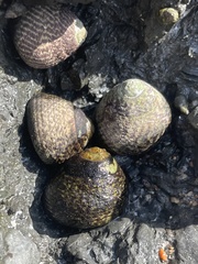 Tegula gallina