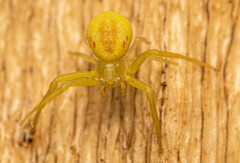 Misumenops rubrodecoratus