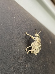 Cydianerus latruncularius