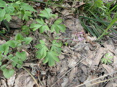 Corydalis cava