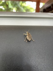 Cydianerus latruncularius