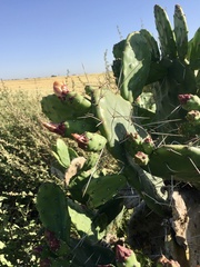 Opuntia megapotamica