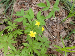 Anemonoides ranunculoides