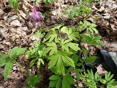 Corydalis cava
