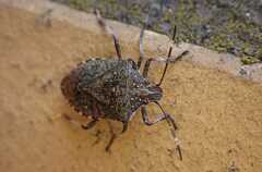 Halyomorpha halys