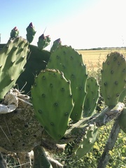 Opuntia megapotamica