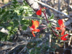 Pelargonium fulgidum