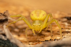 Misumenops rubrodecoratus