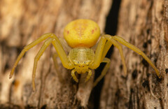 Misumenops rubrodecoratus
