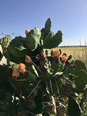 Opuntia megapotamica