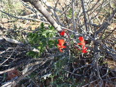 Pelargonium fulgidum