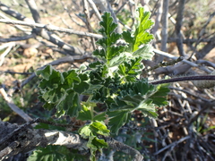 Pelargonium fulgidum