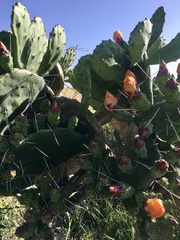 Opuntia megapotamica