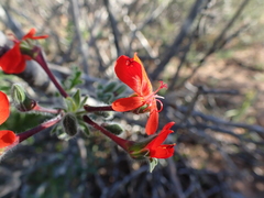 Pelargonium fulgidum