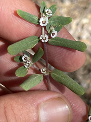 Euphorbia pediculifera