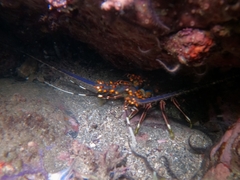 Panulirus inflatus