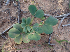 Oxalis flava flava